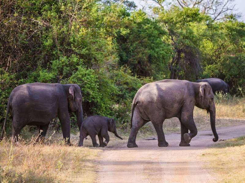 Wasgamuwa National Park